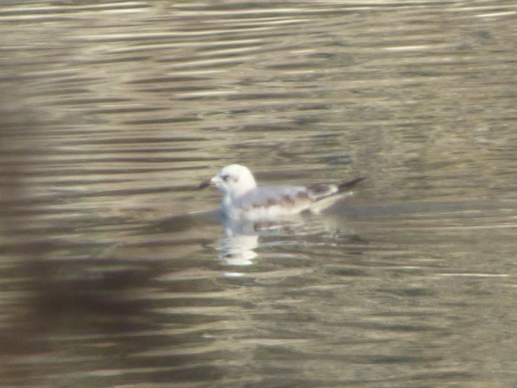 Gabbiano corallino (Larus melanocephalus )